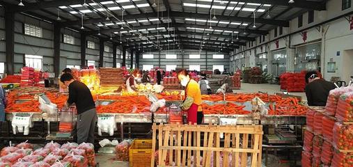 宾阳县 确保疫情防控期间蔬菜稳产保供